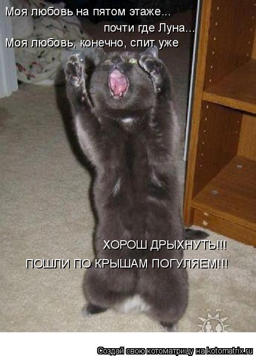 Котоматрица: Моя любовь на пятом этаже... почти где Луна... Моя любовь, конечно, спит уже ХОРОШ ДРЫХНУТЬ!!! ПОШЛИ ПО КРЫШАМ ПОГУЛЯЕМ!!!