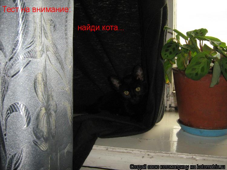 Котоматрица: Тест на внимание: найди кота...