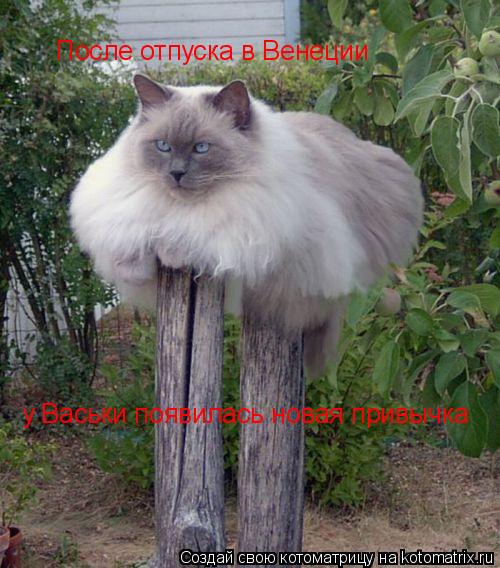 Котоматрица: После отпуска в Венеции у Васьки появилась новая привычка