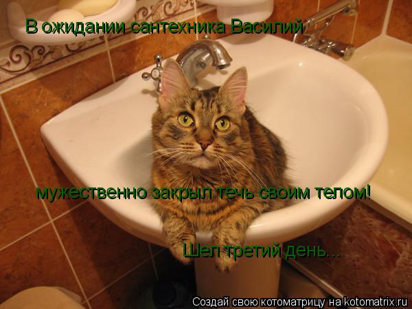 Котоматрица: мужественно закрыл течь своим телом! В ожидании сантехника Василий Шел третий день...