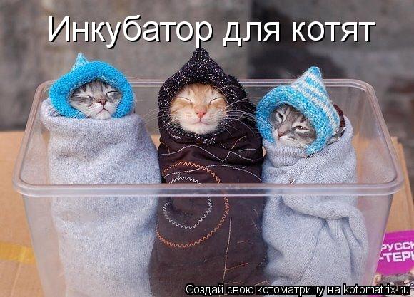 Котоматрица: Инкубатор для котят