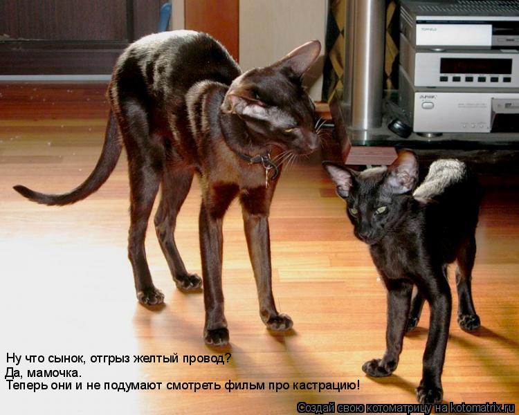 Котоматрица: Ну что сынок, отгрыз желтый провод? Да, мамочка. Теперь они и не подумают смотреть фильм про кастрацию!