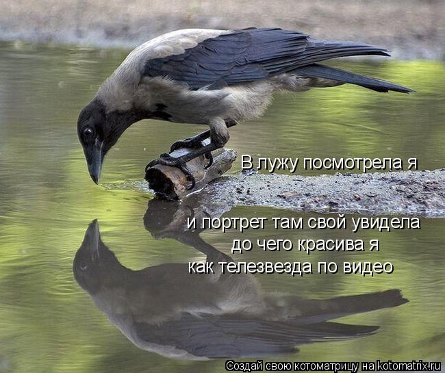 Котоматрица: В лужу посмотрела я  и портрет там свой увидела до чего красива я как телезвезда по видео