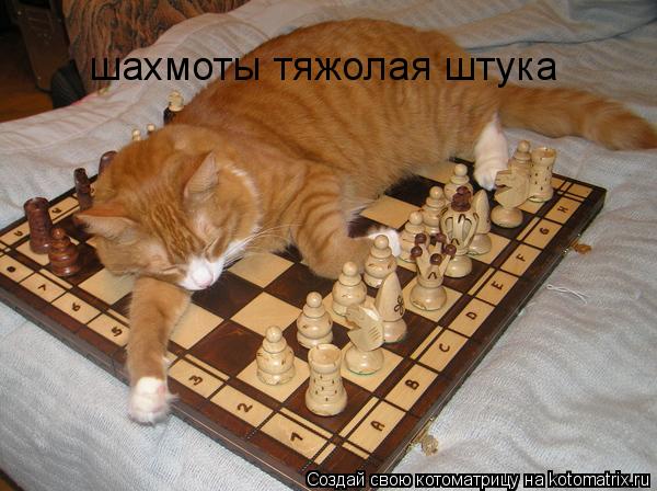 Котоматрица: шахмоты тяжолая штука