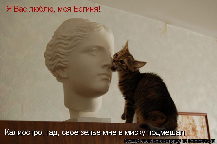 Котоматрица: Калиостро, гад, своё зелье мне в миску подмешал Я Вас люблю, моя Богиня!