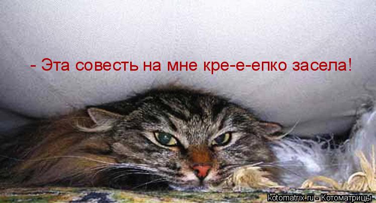 Котоматрица: - Эта совесть на мне кре-е-епко засела!