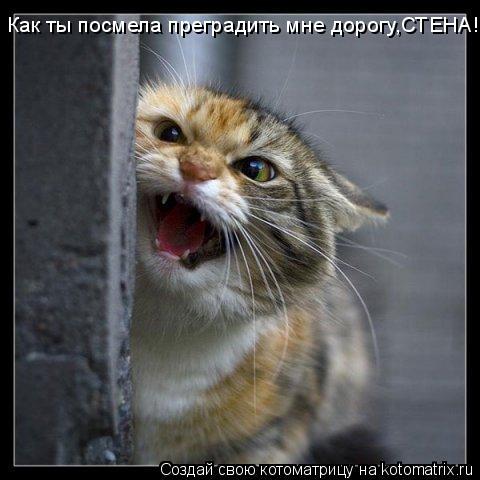 Котоматрица: Как ты посмела преградить мне дорогу,СТЕНА!?