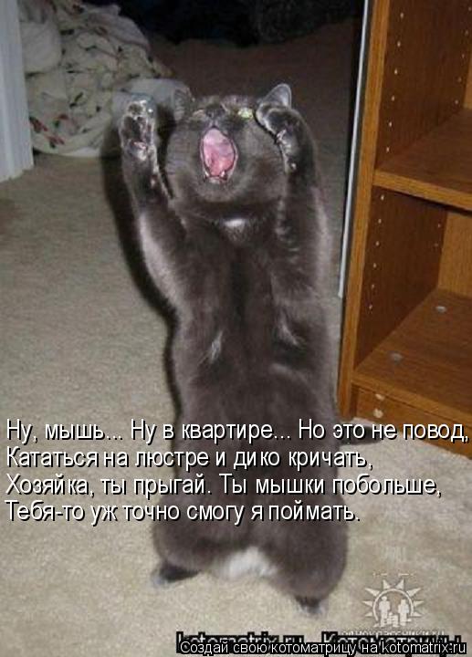 Ну, мышь... Ну в квартире... Но это не повод, Кататься на люстре и дико кричать, Хозяйка, ты прыгай. ... Котоматрица: Ну, мышь... Ну в квартире... Но это не повод, Кататься на люстре и дико кричать, Хозяйка, ты прыгай. Ты мышки побольше, Тебя-то уж точно смогу я по