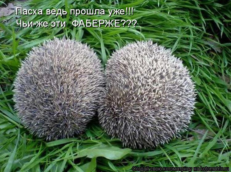 Котоматрица: Пасха ведь прошла уже!!! Чьи-же эти  ФАБЕРЖЕ???