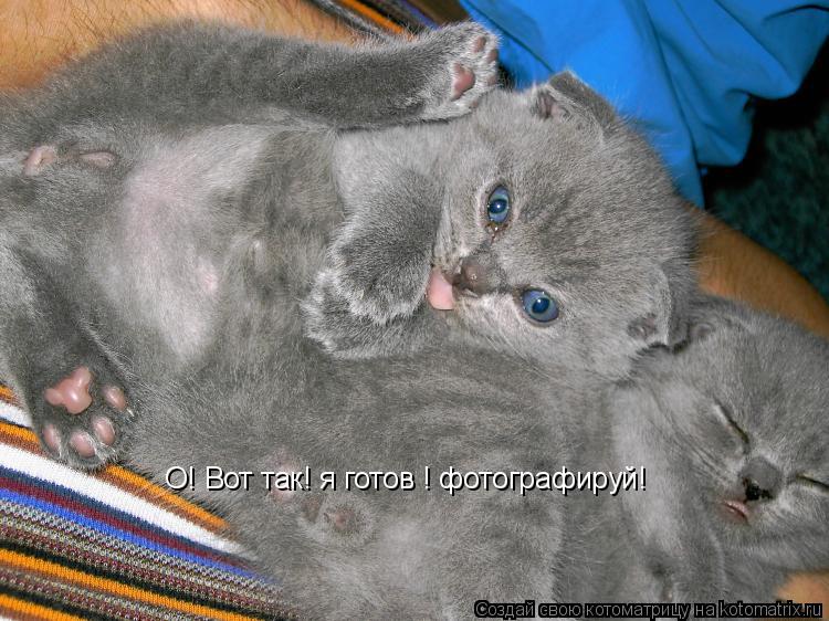 Котоматрица: О! Вот так! я готов ! фотографируй!