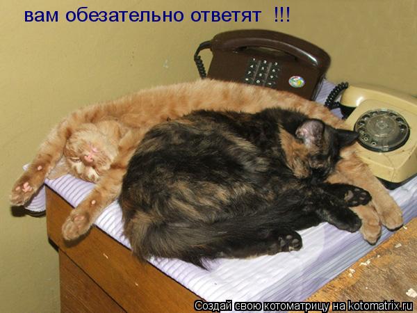 Котоматрица: вам обезательно ответят  !!!
