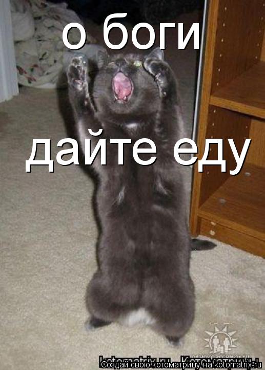 Котоматрица: о боги дайте еду