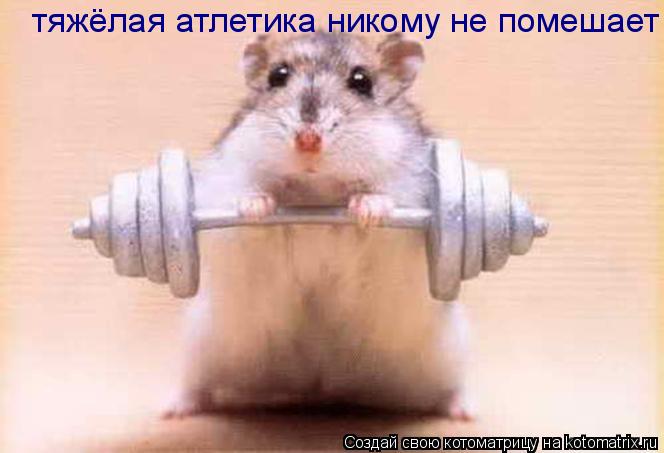 Котоматрица: тяжёлая атлетика никому не помешает