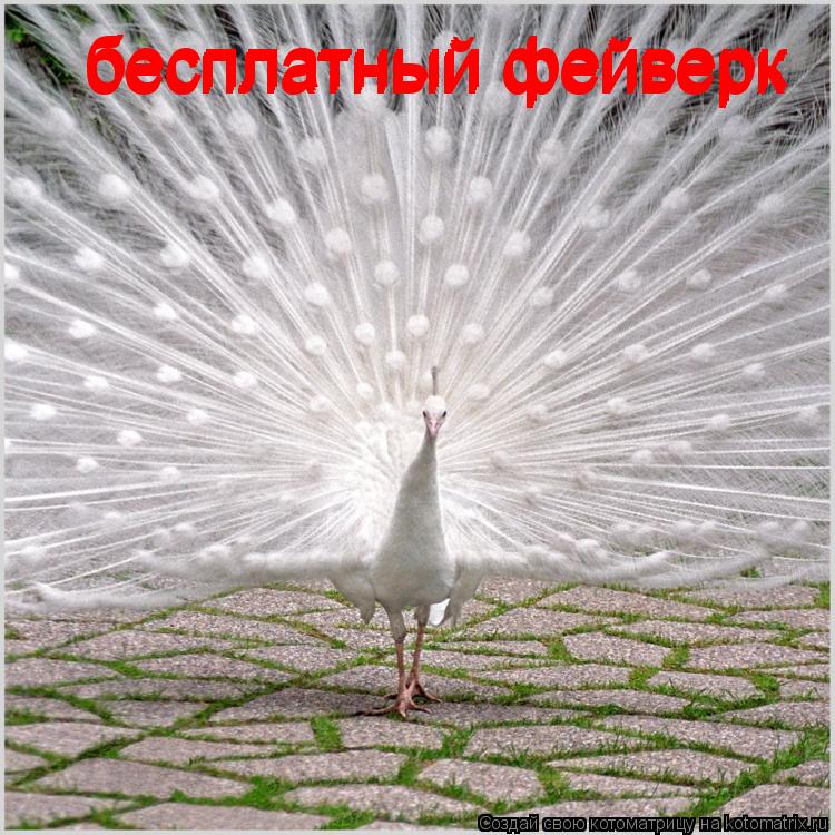 Котоматрица: бесплатный фейверк бесплатный фейверк бесплатный фейверк