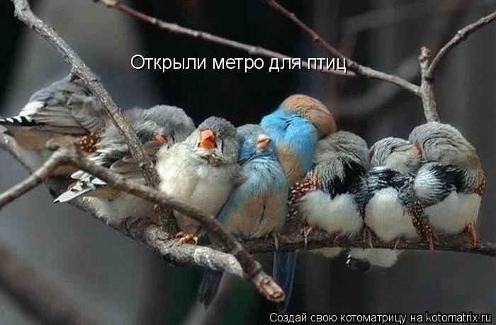 Котоматрица: Открыли метро для птиц