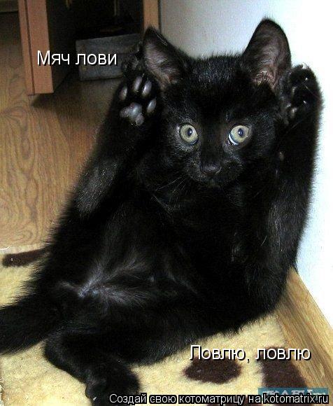 Котоматрица: Мяч лови Ловлю, ловлю