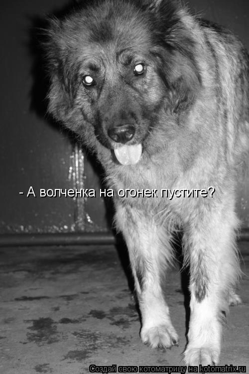 Котоматрица: - А волченка на огонек пустите?