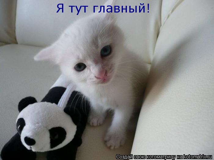 Котоматрица: Я тут главный!
