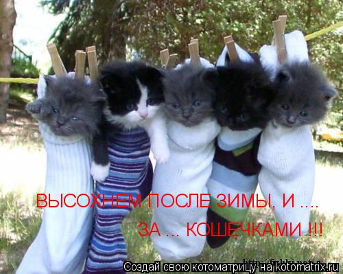 Котоматрица: ВЫСОХНЕМ ПОСЛЕ ЗИМЫ, И .... ЗА ... КОШЕЧКАМИ !!!