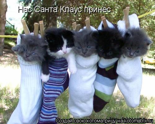 Котоматрица: Нас Санта Клаус принес