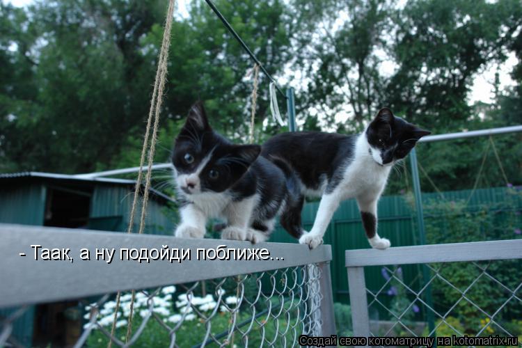 Котоматрица: - Таак, а ну подойди поближе...