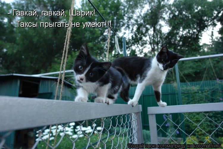 Котоматрица: - Гавкай, гавкай, Шарик! Таксы прыгать не умеют!!!