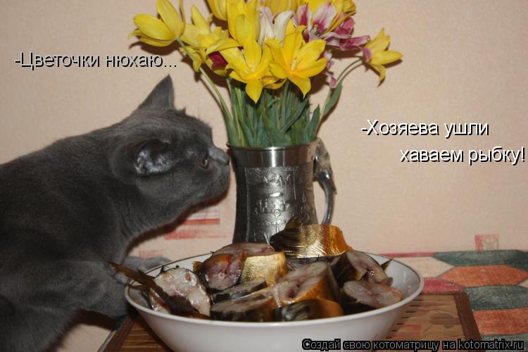 Котоматрица: -Цветочки нюхаю... -Хозяева ушли хаваем рыбку!