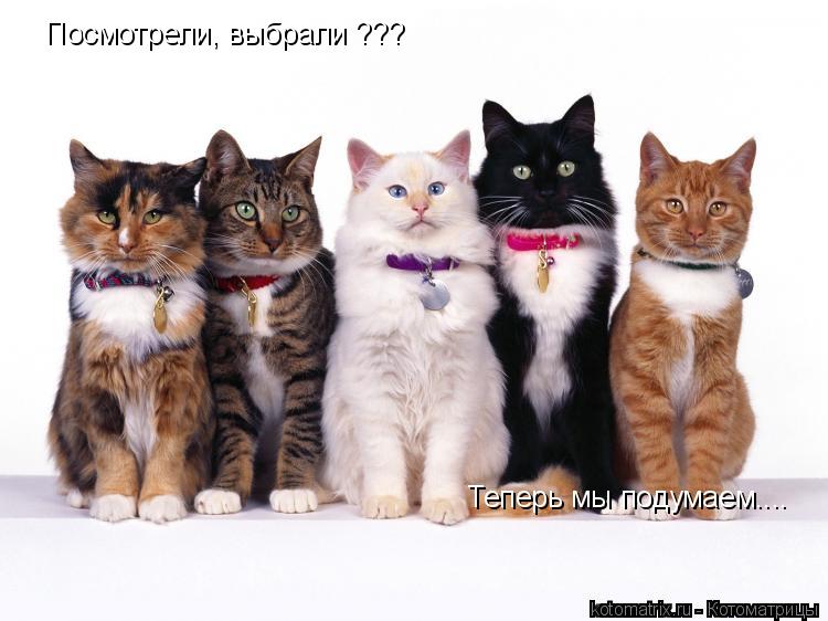 Котоматрица: Посмотрели, выбрали ??? Теперь мы подумаем....