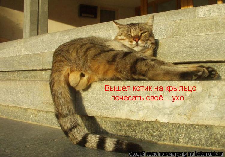 Котоматрица: Вышел котик на крыльцо, почесать своё... ухо Вышел котик на крыльцо почесать своё... ухо