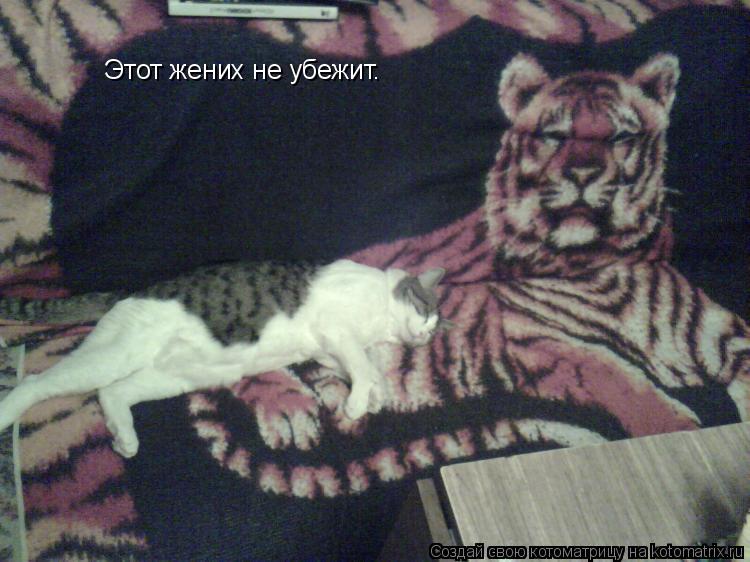 Котоматрица: Этот жених не убежит.