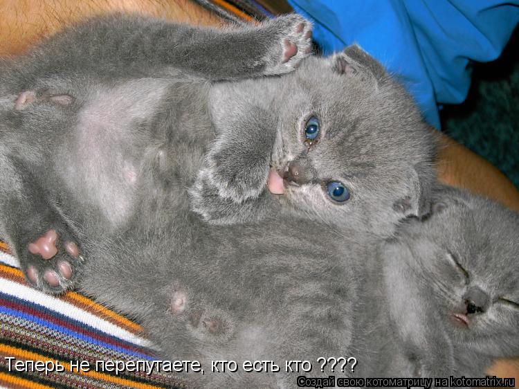 Котоматрица: Теперь не перепутаете, кто есть кто ????