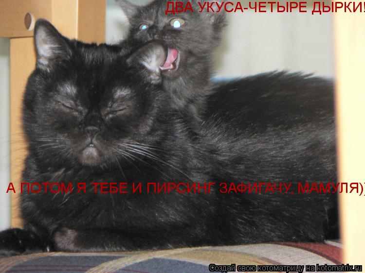 Котоматрица: ДВА УКУСА-ЧЕТЫРЕ ДЫРКИ!  А ПОТОМ Я ТЕБЕ И ПИРСИНГ ЗАФИГАЧУ, МАМУЛЯ)))