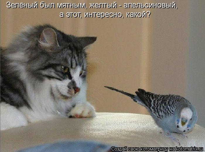 Котоматрица: Зелёный был мятным, желтый - апельсиновый,  а этот, интересно, какой?