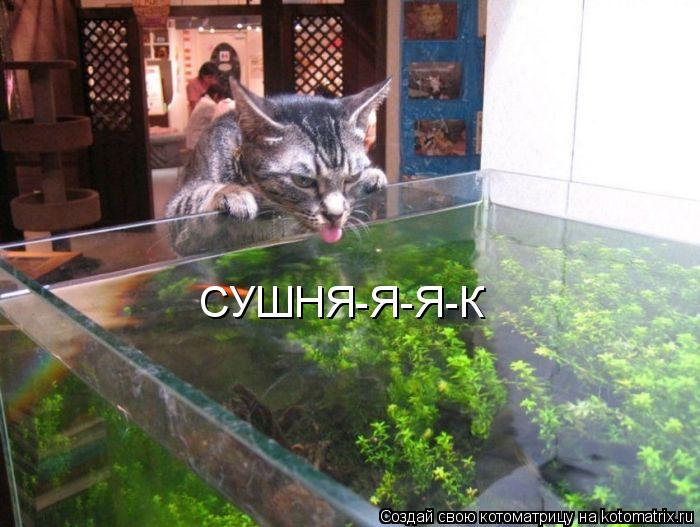 Котоматрица: СУШНЯ-Я-Я-К