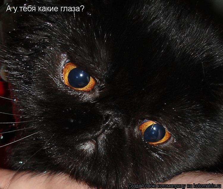 Котоматрица: А у тебя какие глаза?