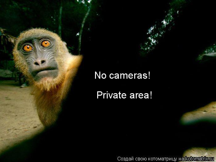 Котоматрица: No cameras! Private area!