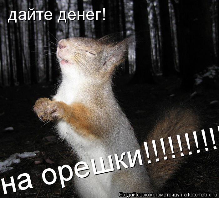 Котоматрица: дайте денег! на орешки!!!!!!!!!!!