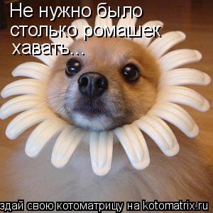 Котоматрица: Не нужно было  столько ромашек хавать...
