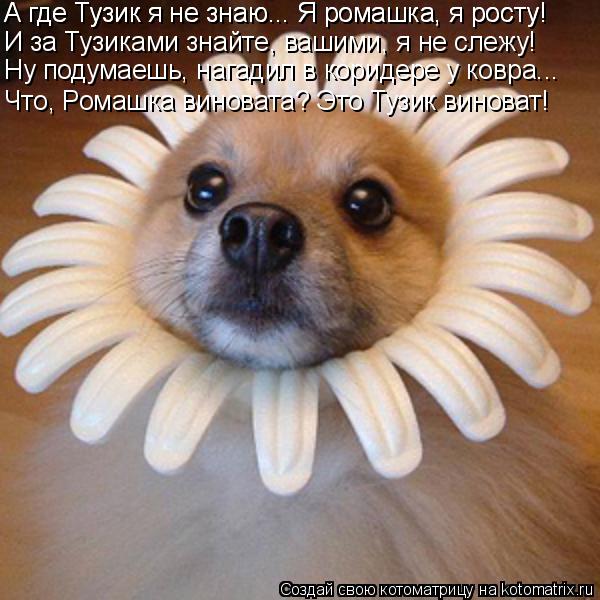 Котоматрица: А где Тузик я не знаю... Я ромашка, я росту! И за Тузиками знайте, вашими, я не слежу! Ну подумаешь, нагадил в коридере у ковра... А где Тузик я не 