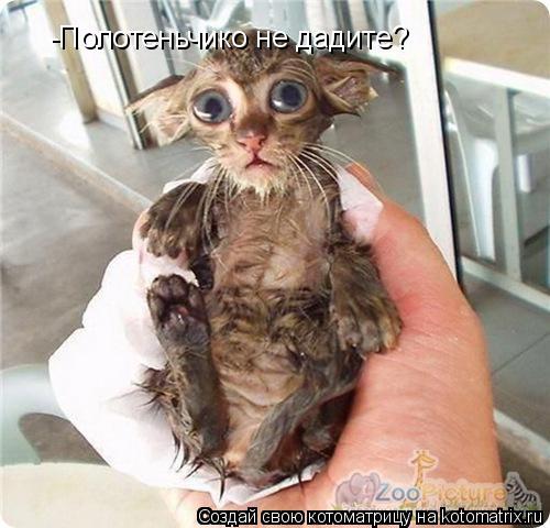 Котоматрица: -Полотеньчико не дадите?