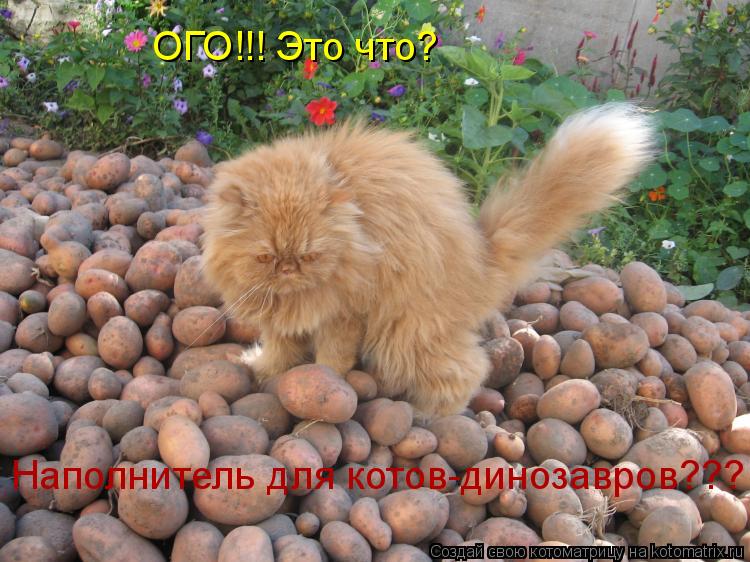 Котоматрица: ОГО!!! Это что?  Наполнитель для котов-динозавров???