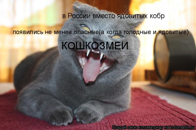 Котоматрица: в России вместо ядовитых кобр появились не менее опасные(а когда голодные и ядовитые) КОШКОЗМЕИ