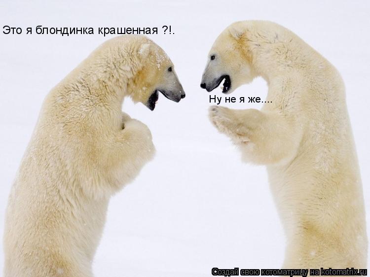 Котоматрица: Это я блондинка крашенная ?!. Ну не я же....
