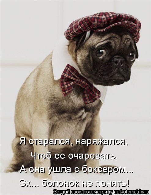 Я старался, наряжался, Чтоб ее очаровать. А она ушла с боксером... Эх... болонок не понять!... Котоматрица: Я старался, наряжался, Чтоб ее очаровать. А она ушла с боксером... Эх... болонок не понять!