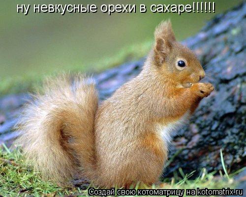 Котоматрица: ну невкусные орехи в сахаре!!!!!!