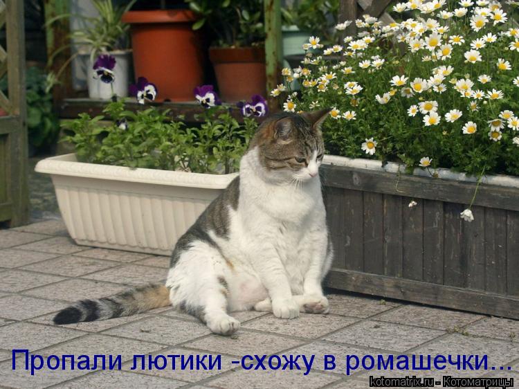Пропали лютики -схожу в ромашечки...... Котоматрица: Пропали лютики -схожу в ромашечки...