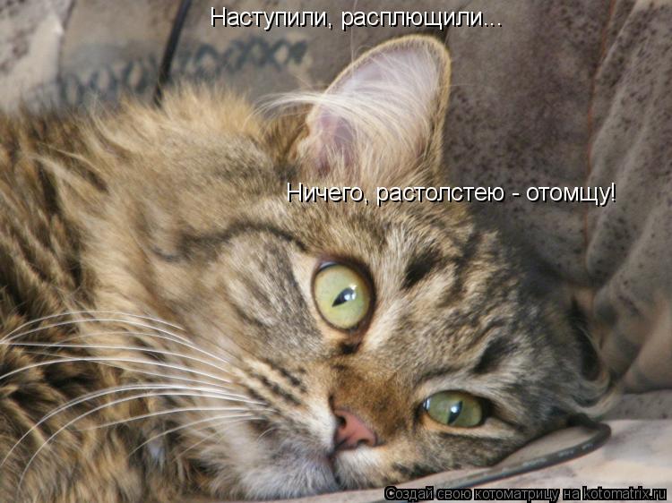 Котоматрица: Наступили, расплющили... Ничего, растолстею - отомщу!