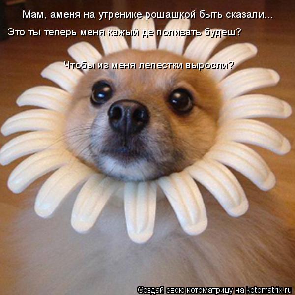 Котоматрица: Мам, аменя на утренике рошашкой быть сказали... Это ты теперь меня кажый де поливать будеш? Чтобы из меня лепестки выросли?