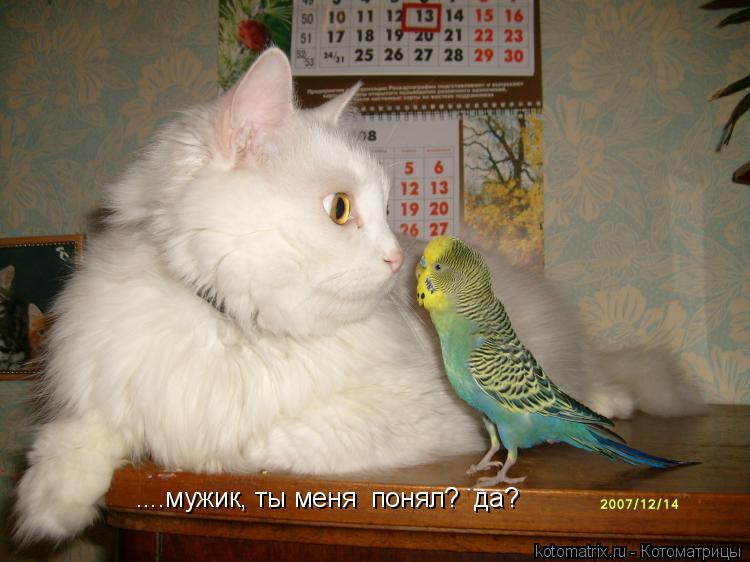 Котоматрица: ....мужик, ты меня  понял?  да?