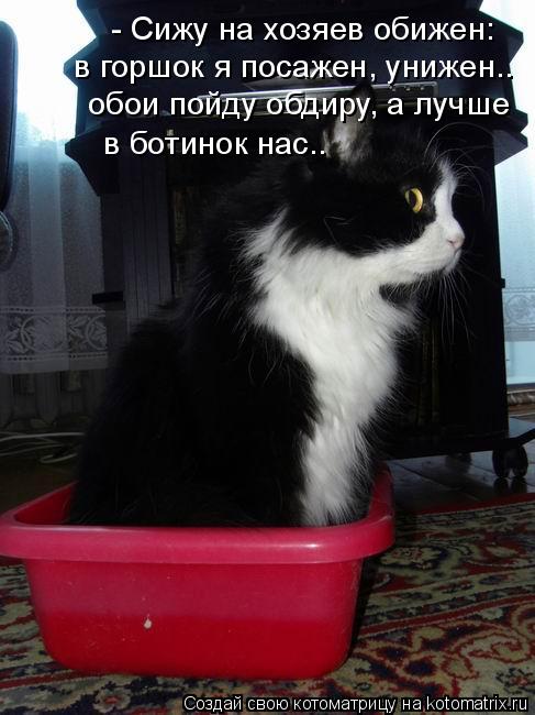 Котоматрица: - Сижу на хозяев обижен: в горшок я посажен, унижен.. обои пойду обдиру, а лучше в ботинок нас..